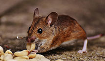 24 Hour & Emergency Exterminators in Rowland Hgts, CA